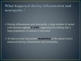 During inflammation and neuropathy a large number of spinal
cord neurons express C-FOS, supporting the finding that a
large population of neurons is activated.
At least at some time points metabolism in the spinal cord is
enhanced during inflammation and neuropathy.
 
