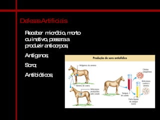 Defesas Artificiais Receber  micróbio, morto ou inativo, passara a produzir anticorpos; Antígenos; Soro; Antibióticos; 