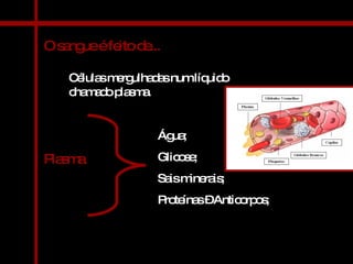O sangue é feito de... Células mergulhadas num líquido chamado plasma. Plasma Água; Glicose; Sais minerais; Proteínas – Anticorpos; 