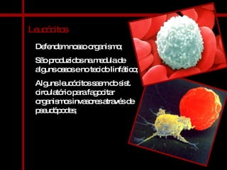 Leucócitos Defendem nosso organismo; São produzidos na medula de alguns ossos e no tecido linfático; Alguns leucócitos saem do sist. circulatório para fagocitar organismos invasores através de pseudópodes; 