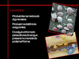 Leucócitos Produzidas na medula de alguns ossos; Produzem substâncias coagulantes; O coágulo é formado pelas células do sangue presas em uma rede da proteína Fibrina; 