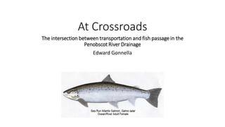 At Crossroads
The intersection between transportation and fish passage in the
Penobscot River Drainage
Edward Gonnella
 