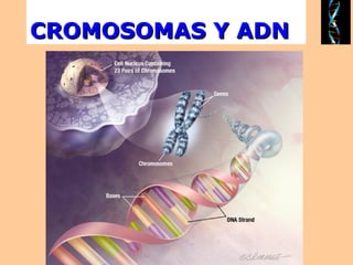 CROMOSOMAS Y ADNCROMOSOMAS Y ADN
 