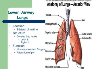 Lower Airway  Lungs Location Bilateral of midline Structure Divided into lobes Left= 2 Right= 3 Function Houses structure for gas exchange Alteration of pH 