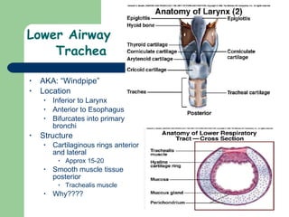 Lower Airway  Trachea AKA: “Windpipe”  Location Inferior to Larynx Anterior to Esophagus Bifurcates into primary bronchi Structure  Cartilaginous rings anterior and lateral Approx 15-20  Smooth muscle tissue posterior  Trachealis muscle  Why???? 