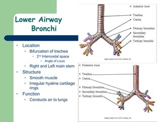 Lower Airway  Bronchi Location Bifurcation of trachea  2 nd  Intercostal space Angle of Louis Right and Left main stem Structure Smooth muscle Irregular hyaline cartilage rings  Function Conducts air to lungs 