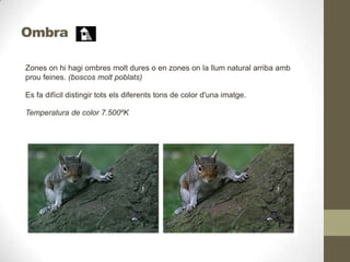 Ombra
Zones on hi hagi ombres molt dures o en zones on la llum natural arriba amb
prou feines. (boscos molt poblats)
Es fa difícil distingir tots els diferents tons de color d'una imatge.
Temperatura de color 7.500ºK
 