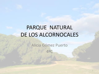 PARQUE NATURAL
DE LOS ALCORNOCALES
Alicia Gómez Puerto
4ºC
1
 