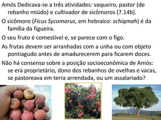 Amós Dedicava-se a três atividades: vaqueiro, pastor (de
rebanho miúdo) e cultivador de sicômoros (7.14b).
O sicômoro (Ficus Sycomorus, em hebraico: schiqmah) é da
família da figueira.
O seu fruto é comestível e, se parece com o figo.
As frutas devem ser arranhadas com a unha ou com objeto
pontiagudo antes de amadurecerem para ficarem doces.
Não há consenso sobre a posição socioeconômica de Amós:
se era proprietário, dono dos rebanhos de ovelhas e vacas,
se pastoreava em terra arrendada, ou um assalariado?
4
 