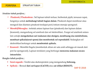 INVERTEBRATA
PORIFERA
Struktur tubuh porifera ;
 Pinakosit / Pinakoderm : Sel lapisan tubuh terluar, berbentuk pipih, tersusun rapat,
fungsinya untuk melindungi tubuh bagian dalam. Pinakosit dapat membesar atau
mengecil dan diantara pinakosit terdapat pori/ostium menuju spongosol.
 Mesohil/Mesoglea : terletak antara lapisan luar (pinakosit) dan lapisan dalam
(koanosit), mengandung sel amebosit dan sel skeleroblast.. Fungsi sel amebosit antara
lain untujk mengedarkan sari makanan dan oksigen, membuang sisa metabolisme,
membuat spikula(serat spons) dan membentuk sel reproduktif. Sedangkan sel
skeleroblast berfungsi untuk membentuk spikula.
 Koanosit : Memiliki flagela (membentuk aliran air satu arah sehingga air masuk dari
pori ke spongocoel), Lapisan terdalam yang berfungsi mencerna makanan secara
intraseluler.
Rangka tubuh porifera ;
 Serat organik : Terdiri atas skeleroprotein yang mengandung belerang.
 Spikula : Berasal dari zat kapur (CaCO3) atau zat silikat (H2SiO7).
STRUKTUR TUBUH
 