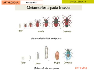 Metamorfosis pada Insecta
Metamorfosis tidak sempurna
Metamorfosis sempurna
Telur Nimfa Dewasa
Telur Larva Pupa Dewasa
ARTHROPODA KLASIFIKASI INVERTEBRATA
 