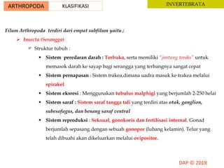 ARTHROPODA KLASIFIKASI INVERTEBRATA
Filum Arthropoda terdiri dari empat subfilum yaitu ;
 Insecta (Serangga)
 Struktur tubuh :
 Sistem peredaran darah : Terbuka, serta memiliki “jantung toraks” untuk
memasok darah ke sayap bagi serangga yang terbangnya sangat cepat
 Sistem pernapasan : Sistem trakea,dimana uadra masuk ke trakea melalui
spirakel
 Sistem eksresi : Menggunakan tubulus malphigi yang berjumlah 2-250 helai
 Sistem saraf : Sistem saraf tangga tali yang terdiri atas otak, ganglion,
subesofagus, dan benang saraf ventral
 Sistem reproduksi : Seksual, gonokoris dan fertilisasi internal. Gonad
berjumlah sepasang dengan sebuah gonopor (lubang kelamin). Telur yang
telah dibuahi akan dikeluarkan melalui ovipositor.
 