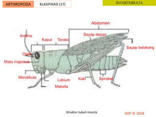 Antena
Kaput Toraks
Abdomen
Sayap depan
Sayap belakang
SpirakelKakiLabium
Maksila
Mandibula
Mata majemuk
Oseli
ARTHROPODA KLASIFIKASI (17) INVERTEBRATA
Struktur tubuh Insecta
 