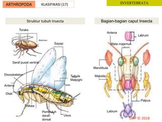Struktur tubuh Insecta Bagian-bagian caput Insecta
Kaput
Toraks
Abdomen
Sayap
Tubula
Malpighi
Anus
Testis
Pembuluh
darah
dorsal
Usus
Trakea
Otak
Antena
Eksoskeleton
Saraf pusat ventral
Antena
Labrum
Mata majemuk
Mandibula
Maksila
Labium
Palpus
Labrum
ARTHROPODA KLASIFIKASI (17) INVERTEBRATA
 
