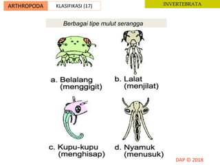 Berbagai tipe mulut serangga
ARTHROPODA KLASIFIKASI (17) INVERTEBRATA
 