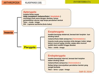 Insecta
Apterygota
Insekta tanpa sayap
tidak mengalami metamorfosis ( Ametabola )
morfologi anak sama dengan dewasa, hanya
pertambahan ukuran saja tanpa perubahan bentuk
Telur – muda - imago
Cth : Lepisma sacharina (kutu buku)
Pterygota
Exopterygota
Insekta bersayap eksternal, berasal dari tonjolan luar
dinding tubuh
metamorfosis tidak sempurna ( Hemimetabola )
Insecta muda yang menetas mirip dengan induk, tetapi
belum muncul sayap (nimfa), sayap akan muncul
sedikit demi sedikit hingga dewasa
Telur – nimfa - imago
Endopterygota
Insekta bersayap internal, berasal dari tonjolan
dalam dinding tubuh
metamorfosis sempurna ( Holometabola )
Setiap tahap menunjukkan perubahan bentuk yang
sangat berbeda
Telur – larva – pupa - imago
ARTHROPODA KLASIFIKASI (18) INVERTEBRATA
 