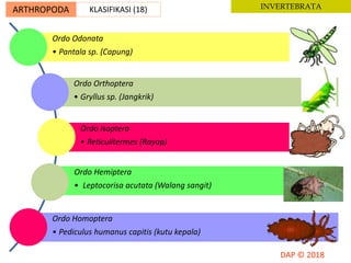 ARTHROPODA KLASIFIKASI (18) INVERTEBRATA
Ordo Odonata
• Pantala sp. (Capung)
Ordo Orthoptera
• Gryllus sp. (Jangkrik)
Ordo Isoptera
• Reticulitermes (Rayap)
Ordo Hemiptera
• Leptocorisa acutata (Walang sangit)
Ordo Homoptera
• Pediculus humanus capitis (kutu kepala)
 