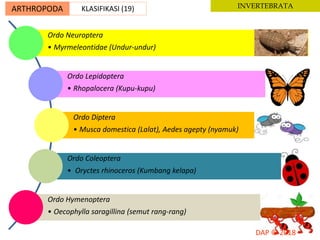 ARTHROPODA KLASIFIKASI (19) INVERTEBRATA
Ordo Neuroptera
• Myrmeleontidae (Undur-undur)
Ordo Lepidoptera
• Rhopalocera (Kupu-kupu)
Ordo Diptera
• Musca domestica (Lalat), Aedes agepty (nyamuk)
Ordo Coleoptera
• Oryctes rhinoceros (Kumbang kelapa)
Ordo Hymenoptera
• Oecophylla saragillina (semut rang-rang)
 