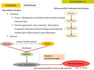INVERTEBRATA
PORIFERA
Aliran partikel makanan dan oksigen
Ostium
Koanosit
Amebosit
Oskulum
Reproduksi Porifera
 Aseksual
 Tunas : Melepaskan sel amebosit dan tumbuh menjadi
individu baru
 Gemula (gemmule, tunas internal) : Merupakan
kumpulan arkeosit (amebosit dengan pseudopodia)
tumpul dan nukleus besar) yang dilepaskan.
 Seksual
Sperma Ovum
Embrio
Larva Amfiblastula
Terjadi di
mesohil/mesoglea
Porifera Dewasa
(berenang bebas&menempel pada substrat)
(Fertilisasi)
(masuk melalui ostium)
REPRODUKSI
 