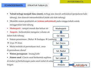 ECHINODERMATA STRUKTUR TUBUH (2)
INVERTEBRATA
 Tubuh terbagi menjadi lima simetri, terbagi atas daerah ambulakral (penjuluran kaki
tabung), dan daserah interambulakral (tidak ada kaki tabung)
 Memiliki sistem pembuluh air (sistem ambulakral) pada rongga tubuh untuk
menggerakan kaki tabung
 Madreporit : tempat masuk dan keluar air
 Ampula : berkontraksi mengatur volume air
dalam kaki tabung
 Sistem pencernaan : Mulut  Esofagus  Lambung
 Usus  Anus
 Mulut terletak di permukaan oral , anus
di permukaan aboral
 Sistem pernapasan : Insang kulit
 Sistem saraf : Cincin saraf berbentuk segilima
di mulut yg berhubungan pada saraf radial di setiap
lengan.
Madreporit
Sal. Batu
Sal. Cincin
Sal. Radial
Sal. Lateral
Ampula Kaki tabung
 