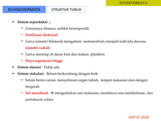 ECHINODERMATA STRUKTUR TUBUH
INVERTEBRATA
 Sistem reproduksi ;
 Umumnya dioseus, sedikit hermaprodit
 Fertilisasi eksternal
 Larva (simetri bilateral) mengalami metamorfosis menjadi individu dewasa
(simetri radial)
 Larva menetap di dasar laut dan makan plankton
 Daya regenerasi tinggi
 Sistem eksresi : Tidak ada
 Sistem sirkulasi : Belum berkembang dengan baik
 Selom berisi cairan, menyelimuti organ tubuh, tempat makanan dan oksigen
bergerak
 Sel amoebosit  mengedarkan sari makanan, membawa sisa metabolisme, dan
pertukaran udara
 