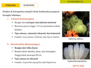 INVERTEBRATA
PORIFERA KLASIFIKASI
Porifera di kelompokan menjadi 4 kelas berdasarkan penyusun
kerangka tubuhnya ;
a. Calcarea (Calcispongiae)
 Rangka dari zat kapur atau kalsium karbonat
 Berwarna pucat, tinggi < 15 cm, permukaan tubuh
berbulu
 Tipe saluran ; askonoid, sikonoid, dan leukonoid
 Contoh ; Leucosolenia, Clathrina, dan Sycon ciliatum
b. Hexactinellida (Hyalospongiae)
 Rangka dari silika (kaca)
 Bentuk tubuh silindris, datar, atau bertangkai.
Tinggi tubuh mencapai 90 cm.
 Tipe saluran air sikonoid
 Contoh ; Euplectella aspergillum dan Hyalonema
Clathrina clathrus
Euplectella aspergillum
 