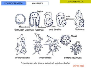 ECHINODERMATA KLASIFIKASI
INVERTEBRATA
Perkembangan telur bintang laut setelah terjadi pembuahan
 