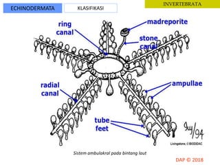 ECHINODERMATA KLASIFIKASI
INVERTEBRATA
Sistem ambulakral pada bintang laut
 
