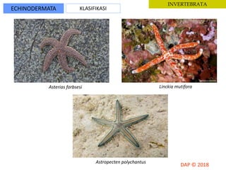 ECHINODERMATA KLASIFIKASI
INVERTEBRATA
Asterias forbsesi Linckia mutifora
Astropecten polychantus
 