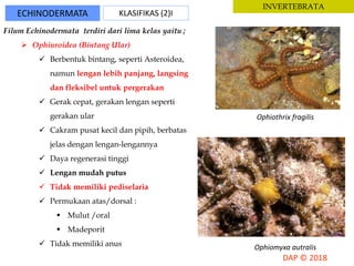 ECHINODERMATA KLASIFIKAS (2)I
INVERTEBRATA
Filum Echinodermata terdiri dari lima kelas yaitu ;
 Ophiuroidea (Bintang Ular)
 Berbentuk bintang, seperti Asteroidea,
namun lengan lebih panjang, langsing
dan fleksibel untuk pergerakan
 Gerak cepat, gerakan lengan seperti
gerakan ular
 Cakram pusat kecil dan pipih, berbatas
jelas dengan lengan-lengannya
 Daya regenerasi tinggi
 Lengan mudah putus
 Tidak memiliki pediselaria
 Permukaan atas/dorsal :
 Mulut /oral
 Madeporit
 Tidak memiliki anus
Ophiothrix fragilis
Ophiomyxa autralis
 