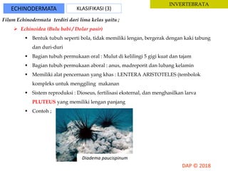 ECHINODERMATA KLASIFIKASI (3)
INVERTEBRATA
Filum Echinodermata terdiri dari lima kelas yaitu ;
 Echinoidea (Bulu babi / Dolar pasir)
 Bentuk tubuh seperti bola, tidak memiliki lengan, bergerak dengan kaki tabung
dan duri-duri
 Bagian tubuh permukaan oral : Mulut di kelilingi 5 gigi kuat dan tajam
 Bagian tubuh permukaan aboral : anus, madreporit dan lubang kelamin
 Memiliki alat pencernaan yang khas : LENTERA ARISTOTELES (tembolok
kompleks untuk menggiling makanan
 Sistem reproduksi : Dioseus, fertilisasi eksternal, dan menghasilkan larva
PLUTEUS yang memiliki lengan panjang
 Contoh ;
Diadema paucispinum
 