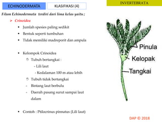 ECHINODERMATA KLASIFIKASI (4)
INVERTEBRATA
Filum Echinodermata terdiri dari lima kelas yaitu ;
 Crinoidea
 Jumlah spesies paling sedikit
 Bentuk seperti tumbuhan
 Tidak memiliki madreporit dan ampula
 Kelompok Crinoidea
 Tubuh bertangkai :
- Lili laut
- Kedalaman 100 m atau lebih
 Tubuh tidak bertangkai
- Bintang laut berbulu
- Daerah pasang surut sampai laut
dalam
 Contoh : Ptilocrinus pinnatus (Lili laut)
 