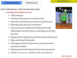 ECHINODERMATA KLASIFIKASI (5)
INVERTEBRATA
Filum Echinodermata terdiri dari lima kelas yaitu ;
 Holothuroidea (Mentimun Laut)
 Tidak berlengan
 Tubuh memanjang, lunak dan tidak berduri
 Mulut dan anus terdapat pada kutub yang berlawanan
 Berbaring pada salah satu sisi tubuhnya
 Pada sisi ini, kaki ambulakral berkembang lebih baik
dibandingkan sisi tubuh lainnya, yaitu bagian dorsal yang
tereduksi
 Sebagian kaki ambulakral termodifikasi menjadi tentakel oral
 Mulut dikelilingi 10-30 tentakel
 Menangkap makanan dengan lendir yang terdapat pada
permukaan tentakel
 Makanan dari tentakel dimasukkan ke mulut satu persatu
 Contoh : Cucumaria sp., Holothuria edulis, dan Thyone sp.
 