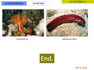 ECHINODERMATA KLASIFIKASI
INVERTEBRATA
Cucumaria sp Holothuria edulis
 