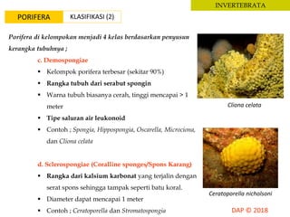 INVERTEBRATA
PORIFERA KLASIFIKASI (2)
Porifera di kelompokan menjadi 4 kelas berdasarkan penyusun
kerangka tubuhnya ;
c. Demospongiae
 Kelompok porifera terbesar (sekitar 90%)
 Rangka tubuh dari serabut spongin
 Warna tubuh biasanya cerah, tinggi mencapai > 1
meter
 Tipe saluran air leukonoid
 Contoh ; Spongia, Hippospongia, Oscarella, Microciona,
dan Cliona celata
d. Sclerospongiae (Coralline sponges/Spons Karang)
 Rangka dari kalsium karbonat yang terjalin dengan
serat spons sehingga tampak seperti batu koral.
 Diameter dapat mencapai 1 meter
 Contoh ; Ceratoporella dan Stromatospongia
Ceratoporella nicholsoni
Cliona celata
 
