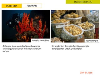 INVERTEBRATA
PORIFERA PERANAN
Axinella cannabina Hippospongia
Beberapa jenis spons laut yang berwarba
cerah digunakan untuk hiasan di akuarium
air laut
Kerangka dari Spongia dan Hippospongia
dimanfaatkan untuk spons mandi
 