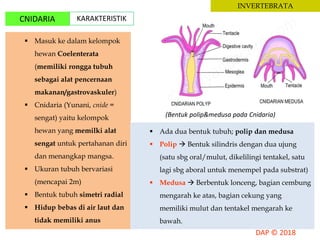 INVERTEBRATA
CNIDARIA KARAKTERISTIK
 Masuk ke dalam kelompok
hewan Coelenterata
(memiliki rongga tubuh
sebagai alat pencernaan
makanan/gastrovaskuler)
 Cnidaria (Yunani, cnide =
sengat) yaitu kelompok
hewan yang memilki alat
sengat untuk pertahanan diri
dan menangkap mangsa.
 Ukuran tubuh bervariasi
(mencapai 2m)
 Bentuk tubuh simetri radial
 Hidup bebas di air laut dan
tidak memiliki anus
 Ada dua bentuk tubuh; polip dan medusa
 Polip  Bentuk silindris dengan dua ujung
(satu sbg oral/mulut, dikelilingi tentakel, satu
lagi sbg aboral untuk menempel pada substrat)
 Medusa  Berbentuk lonceng, bagian cembung
mengarah ke atas, bagian cekung yang
memiliki mulut dan tentakel mengarah ke
bawah.
(Bentuk polip&medusa pada Cnidaria)
 