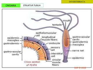 INVERTEBRATA
CNIDARIA STRUKTUR TUBUH
 