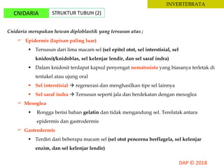 INVERTEBRATA
CNIDARIA STRUKTUR TUBUH (2)
Cnidaria merupakan hewan diploblastik yang tersusun atas ;
 Epidermis (lapisan paling luar)
 Tersusun dari lima macam sel (sel epitel otot, sel interstisial, sel
knidosit/knidoblas, sel kelenjar lendir, dan sel saraf indra)
 Dalam knidosit terdapat kapsul penyengat nematosista yang biasanya terletak di
tentakel atau ujung oral
 Sel interstisial  regenerasi dan menghasilkan tipe sel lainnya
 Sel saraf indra  Tersusun seperti jala dan berdekatan dengan mesoglea
 Mesoglea
 Rongga berisi bahan gelatin dan tidak mengandung sel. Terelatak antara
epidermis dan gastrodermis
 Gastrodermis
 Terdiri dari beberapa macam sel (sel otot pencerna berflagela, sel kelenjar
enzim, dan sel kelenjar lendir)
 
