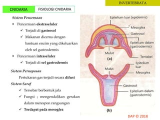 INVERTEBRATA
CNIDARIA FISIOLOGI CNIDARIA
Sistem Pencernaan
 Pencernaan ekstraseluler
 Terjadi di gastrosol
 Makanan dicerna dengan
bantuan enzim yang dikeluarkan
oleh sel gastrodermis
 Pencernaan intraseluler
 Terjadi di sel gastrodermis
Sistem Pernapasan
Pertukaran gas terjadi secara difusi
Sistem Saraf
 Tersebar berbentuk jala
 Fungsi ; mengendalikan gerakan
dalam merespon rangsangan
 Terdapat pada mesoglea
 