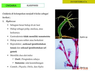INVERTEBRATA
CNIDARIA KLASIFIKASI
Cnidaria di kelompokan menjadi 4 kelas sebagai
berikut ;
1. Hydrozoa
 Sebagian besar hidup di air laut
 Hidup sebagai polip, medusa, atau
keduanya.
 Gastrodermis tidak memiliki nematosista
 Hidup secara soliter atau berkoloni
 Reproduksi ; aseksual (pembentukan
tunas) dan seksual (pembentukan sel
gamet)
 Memiliki dua alat indra
 Oseli : Pengindera cahaya
 Statosista : alat keseimbangan
 Contoh ; Physalia, Obelia, dan Hydra
Hydra sp.
Obelia sp.
 