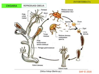 INVERTEBRATA
CNIDARIA REPRODUKSI OBELIA
(Siklus hidup Obelia sp.)
 