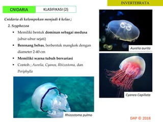 INVERTEBRATA
CNIDARIA KLASIFIKASI (2)
Cnidaria di kelompokan menjadi 4 kelas ;
2. Scyphozoa
 Memiliki bentuk dominan sebagai medusa
(ubur-ubur sejati)
 Berenang bebas, berbentuk mangkok dengan
diameter 2-40 cm
 Memiliki warna tubuh bervariasi
 Contoh ; Aurelia, Cyanea, Rhizostoma, dan
Periphylla
Aurelia aurita
Cyanea Capillata
Rhizostoma pulmo
 
