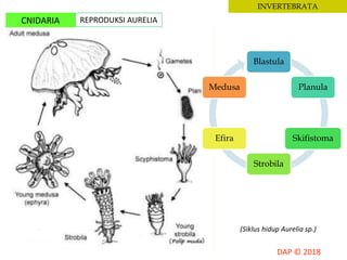 INVERTEBRATA
CNIDARIA REPRODUKSI AURELIA
Blastula
Planula
Skifistoma
Strobila
Efira
Medusa
(Siklus hidup Aurelia sp.)
 