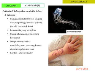 INVERTEBRATA
CNIDARIA KLASIFIKASI (3)
Cnidaria di kelompokan menjadi 4 kelas ;
3. Cubozoa
 Mengalami metamorfosis lengkap
dari polip hingga medusa payung
(tubuh) berbentuk kotak
 Lensa mata yang kompleks
 Mampu berenang cepat secara
horizontal
 Sengatan nematosista
membahayakan perenang karena
dapat menyebabkan luka
 Contoh ; Chironex fleckeri
Chironex fleckeri
 