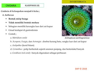 INVERTEBRATA
CNIDARIA KLASIFIKASI (4)
Cnidaria di kelompokan menjadi 4 kelas ;
4. Anthozoa
 Bentuk mirip bunga
 Tidak memiliki bentuk medusa
 Sebagian memiliki kerangka luar dari zat kapur
 Ginad terdapat di gastrodermis
 Contoh ;
a. Metridium senile
b. Acropora, Fungia, dan Astrangia : disebut karang batu, rangka luar dari zat kapur
c. Antipathes (koral hitam)
d. Cerianthus : polip berbentuk seperti anemon panjang, dan bertentakel banyak
e. Corallium (red coral) : banyak digunakan sebagai perhiasan
Anthopleura xanthogramicca
 