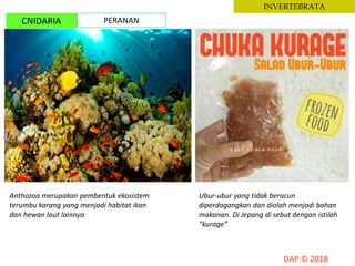 INVERTEBRATA
CNIDARIA PERANAN
Anthozoa merupakan pembentuk ekosistem
terumbu karang yang menjadi habitat ikan
dan hewan laut lainnya
Ubur-ubur yang tidak beracun
diperdagangkan dan diolah menjadi bahan
makanan. Di Jepang di sebut dengan istilah
“kurage”
 