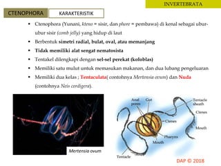 INVERTEBRATA
CTENOPHORA KARAKTERISTIK
 Ctenophora (Yunani, kteno = sisir, dan phore = pembawa) di kenal sebagai ubur-
ubur sisir (comb jelly) yang hidup di laut
 Berbentuk simetri radial, bulat, oval, atau memanjang
 Tidak memiliki alat sengat nematosista
 Tentakel dilengkapi dengan sel-sel perekat (koloblas)
 Memiliki satu mulut untuk memasukan makanan, dan dua lubang pengeluaran
 Memiliki dua kelas ; Tentaculata( contohnya Mertensia ovum) dan Nuda
(contohnya Neis cordigera).
Mertensia ovum
 
