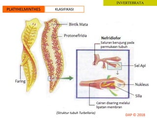 INVERTEBRATA
PLATYHELMINTHES KLASIFIKASI
(Struktur tubuh Turbellaria)
 
