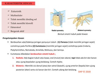 KARAKTERISTIK HEWAN
 Eukariotik
 Multiseluler
 Tidak memiliki dinding sel
 Tidak memiliki klorofil
 Heterotrof
 Bergerak aktif
Pengelompokan Hewan
 Berdasarkan ada/tidaknya jaringan penyusun tubuh : (1) Parazoa (tidak memiliki jaringan sejati)
contohnya pada Porifera (2) Eumetazoa (memiliki jaringan sejati) contohnya pada Cnidaria,
Platyheminthes, Nematoda, Annelida, Mollusca, dan lainnya.
 Eumetazoa dibedakan berdasarkan simetri tubuh ;
1. Radiata: Ada bagian tubuh atas-bawa, oral (mulut) dan aboral, tapi tidak ada kiri dan kanan
atau ujung kepaladan ujung belakang. Contoh Hydra.
2. Bilateria : Memiliki sisi dorsal (atas) dan vetral (bawah), ujung anterior (kepala) dan ujung
posterior (ekor) serta sisi kanan dan kiri. Contoh udang dan belalang.
Bentuk simetri tubuh pada hewan
 